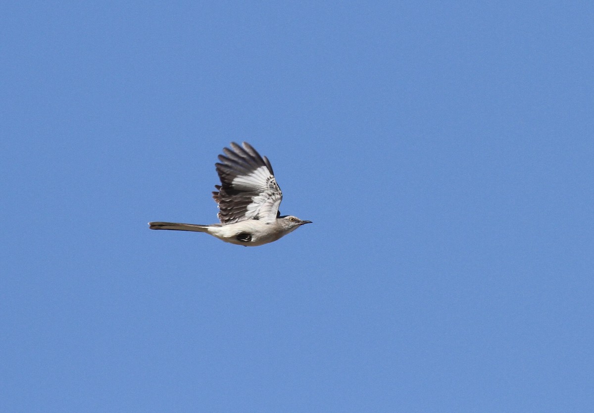 Northern Mockingbird - ML334673881