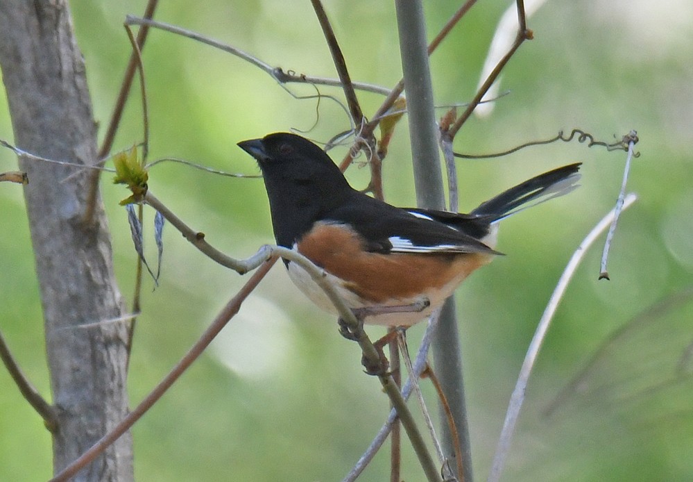 Eastern Towhee - ML334675871