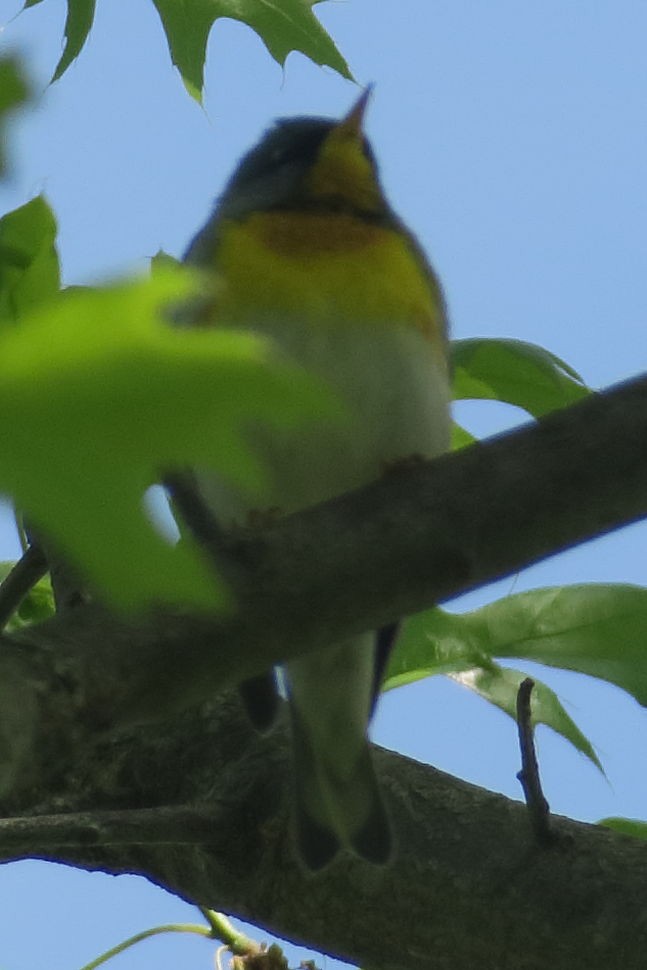 Northern Parula - ML334679341
