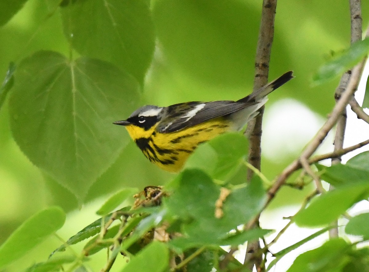 Magnolia Warbler - Tim Healy