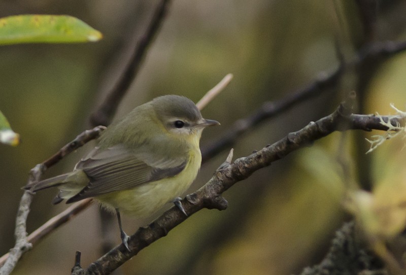 Philadelphia Vireo - ML33468091