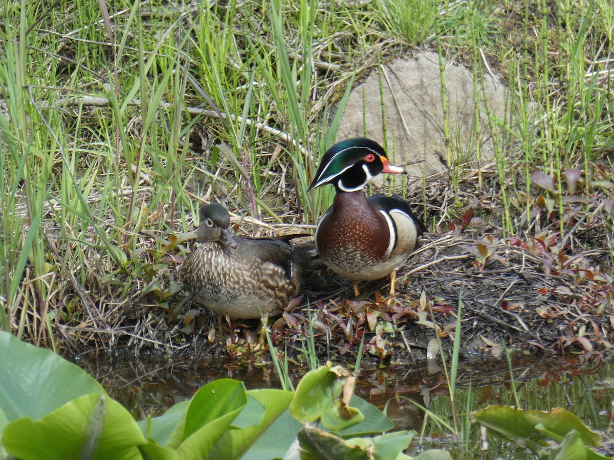 Wood Duck - ML334683071