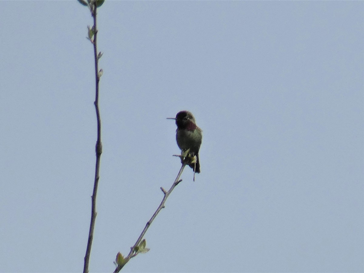 Anna's Hummingbird - Larry Cowan