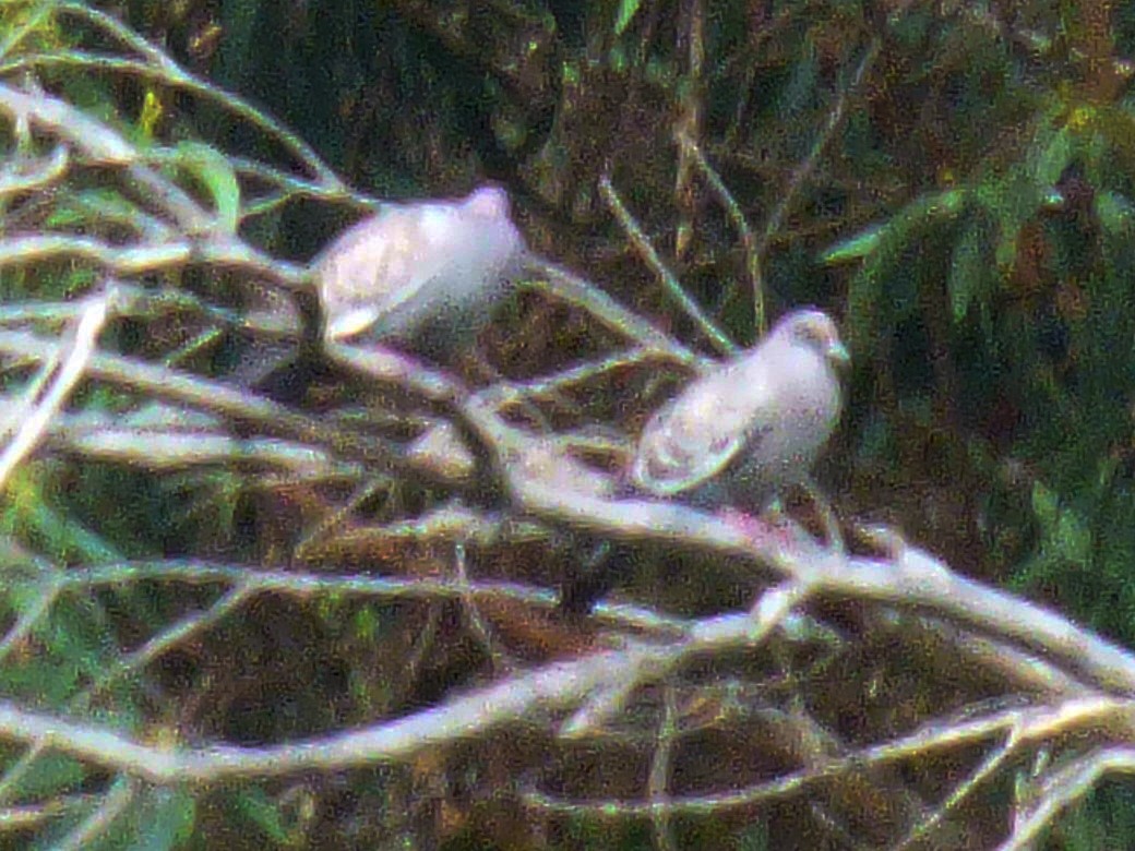 Pigeon tigré - ML334684261