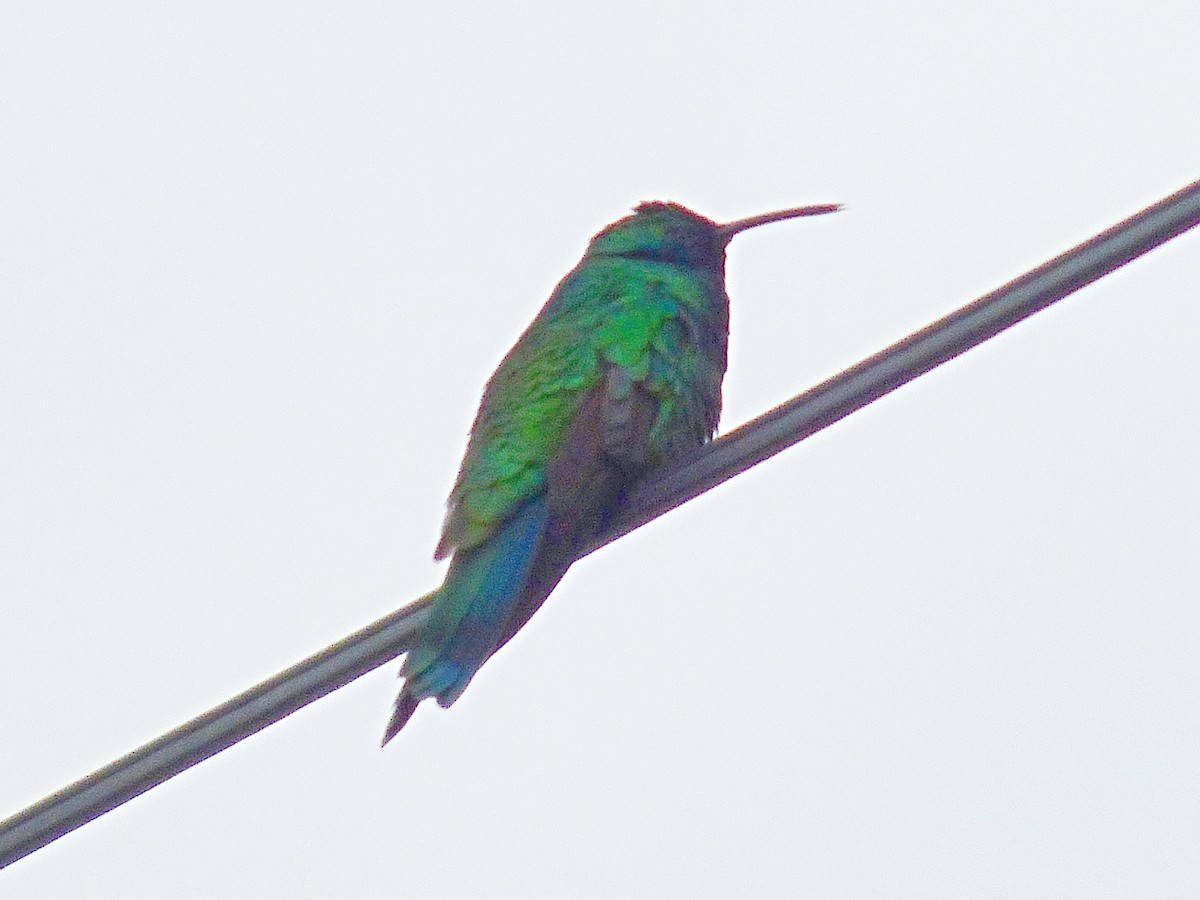 Colibrí Rutilante - ML334684311