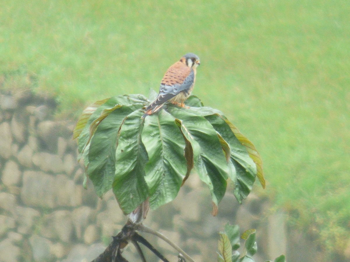 American Kestrel - ML334684441