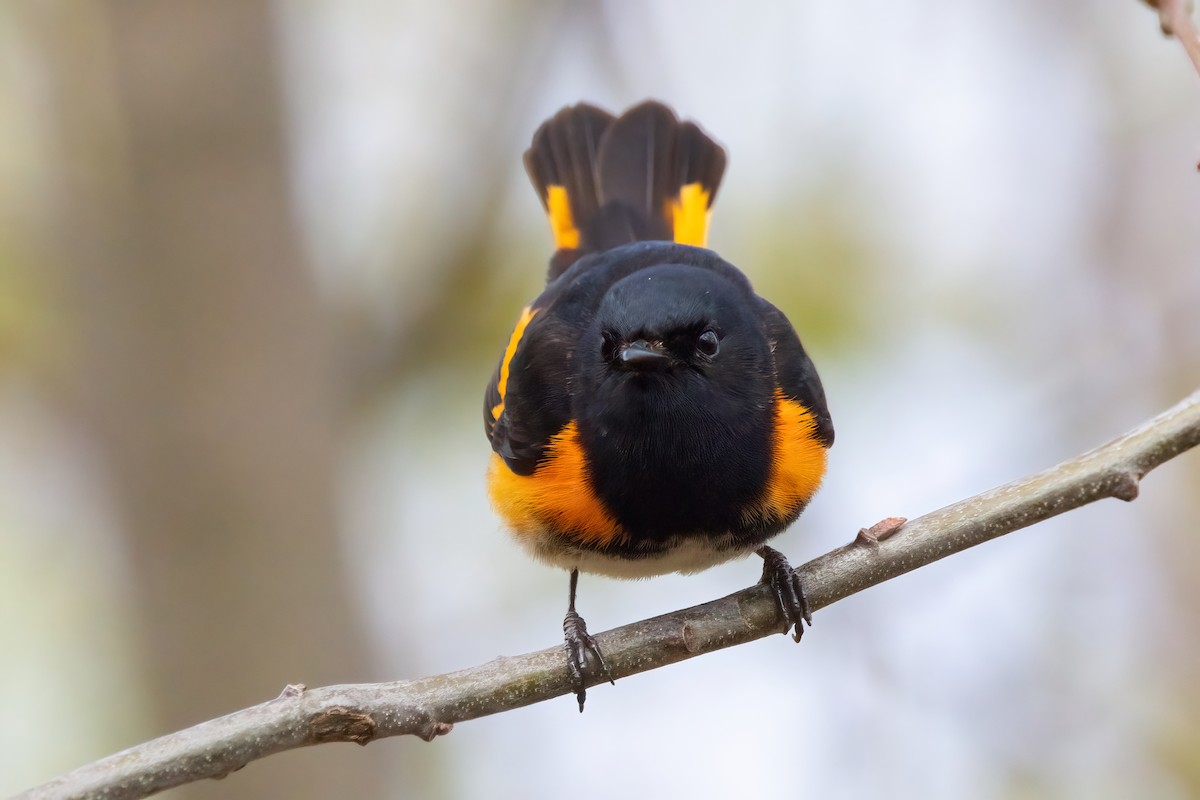 American Redstart - ML334684461