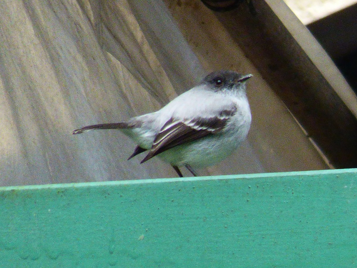 Torrent Tyrannulet - ML334684561