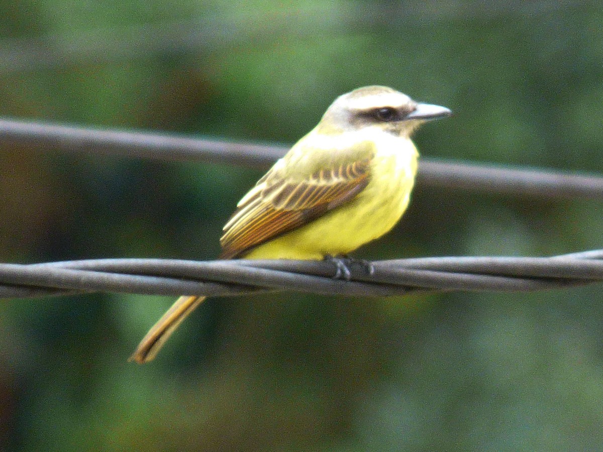 Golden-crowned Flycatcher - ML334684661