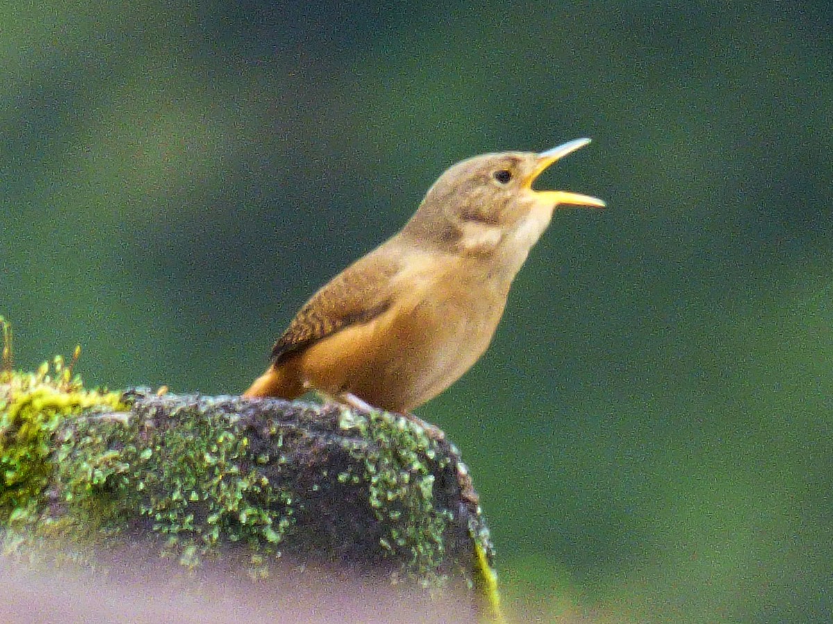 House Wren - ML334684671