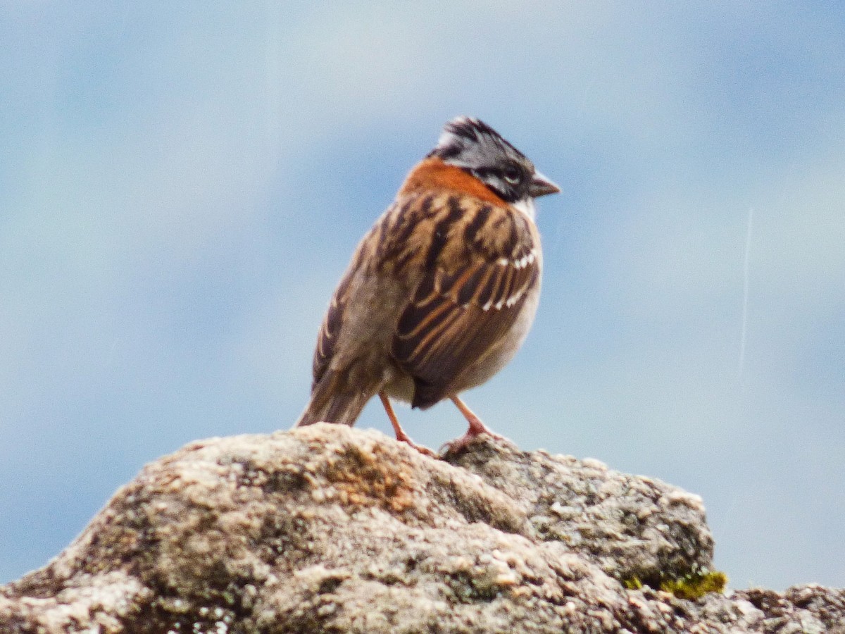 Rufous-collared Sparrow - ML334684821