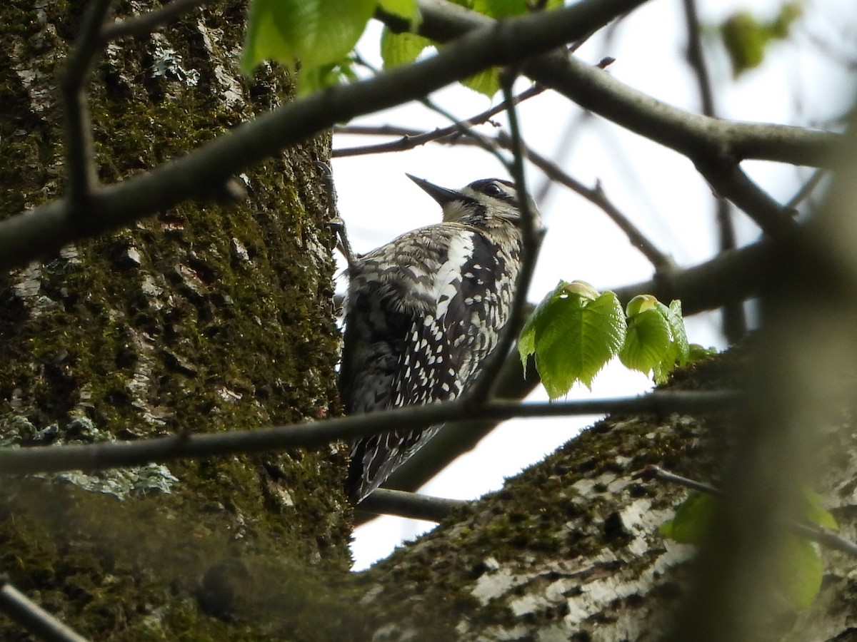 Yellow-bellied Sapsucker - ML334684911