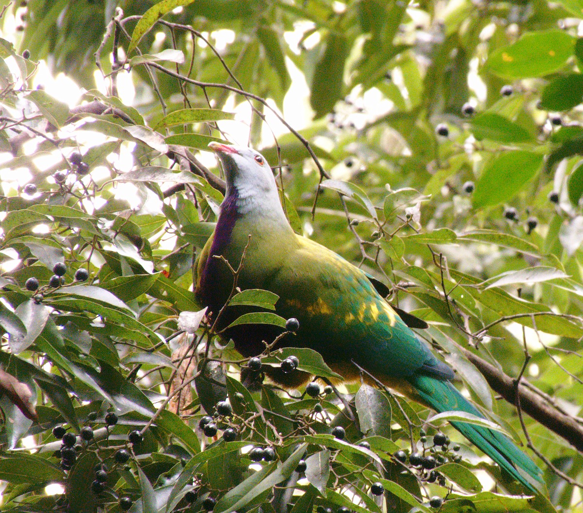 Wompoo Fruit-Dove - Kent Warner