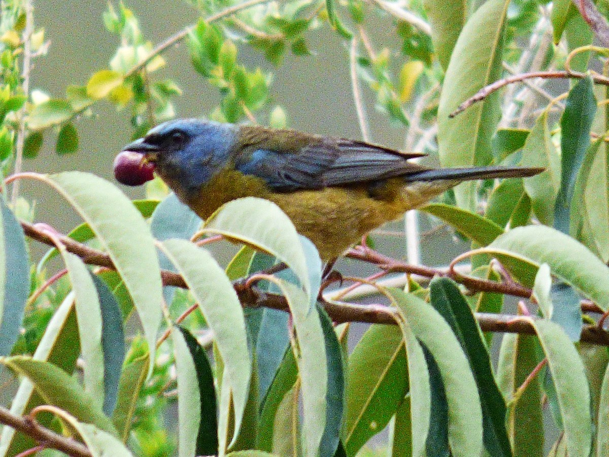 Blue-and-yellow Tanager - ML334684991