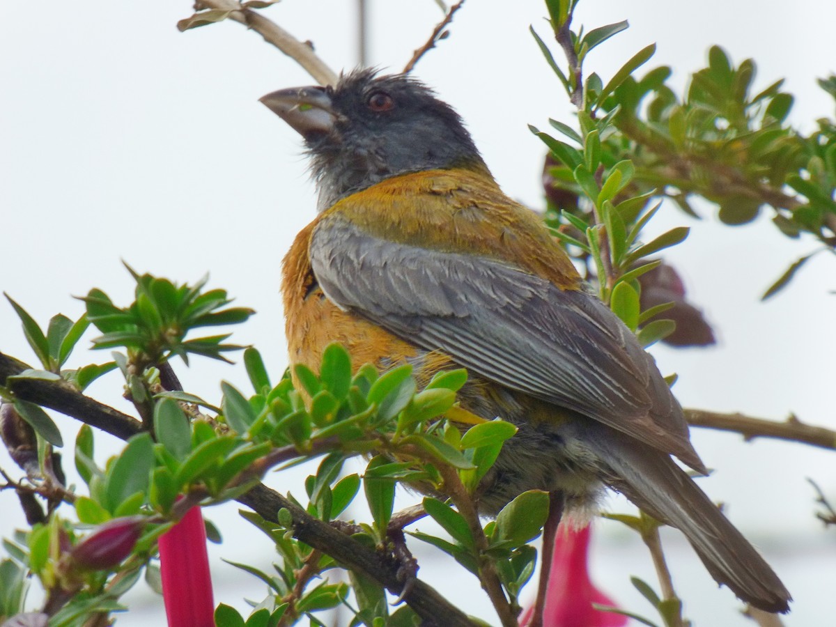 Peruvian Sierra Finch - ML334685031
