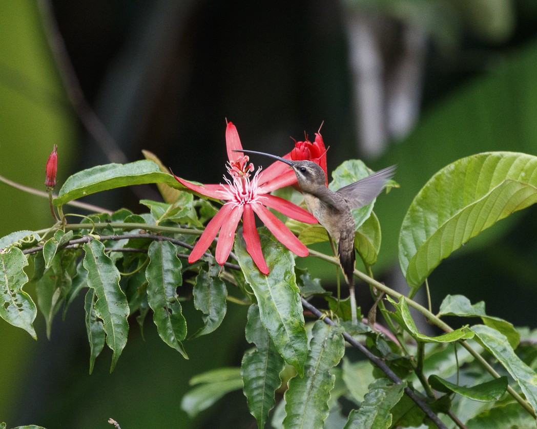 Long-tailed Hermit - ML334685841