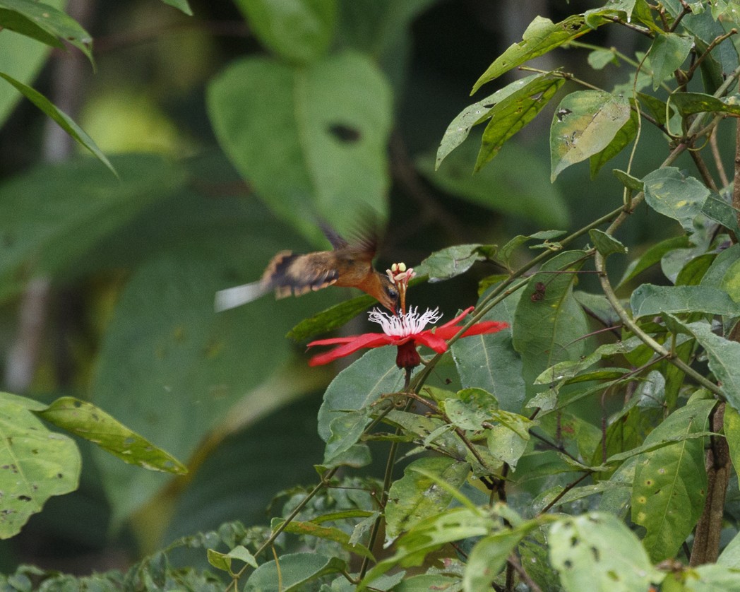 Long-tailed Hermit - ML334685851