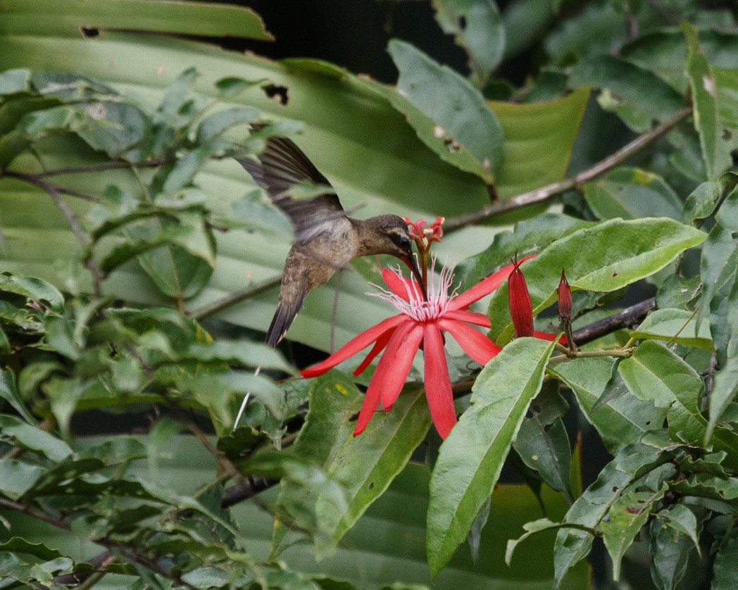 Long-tailed Hermit - Silvia Faustino Linhares