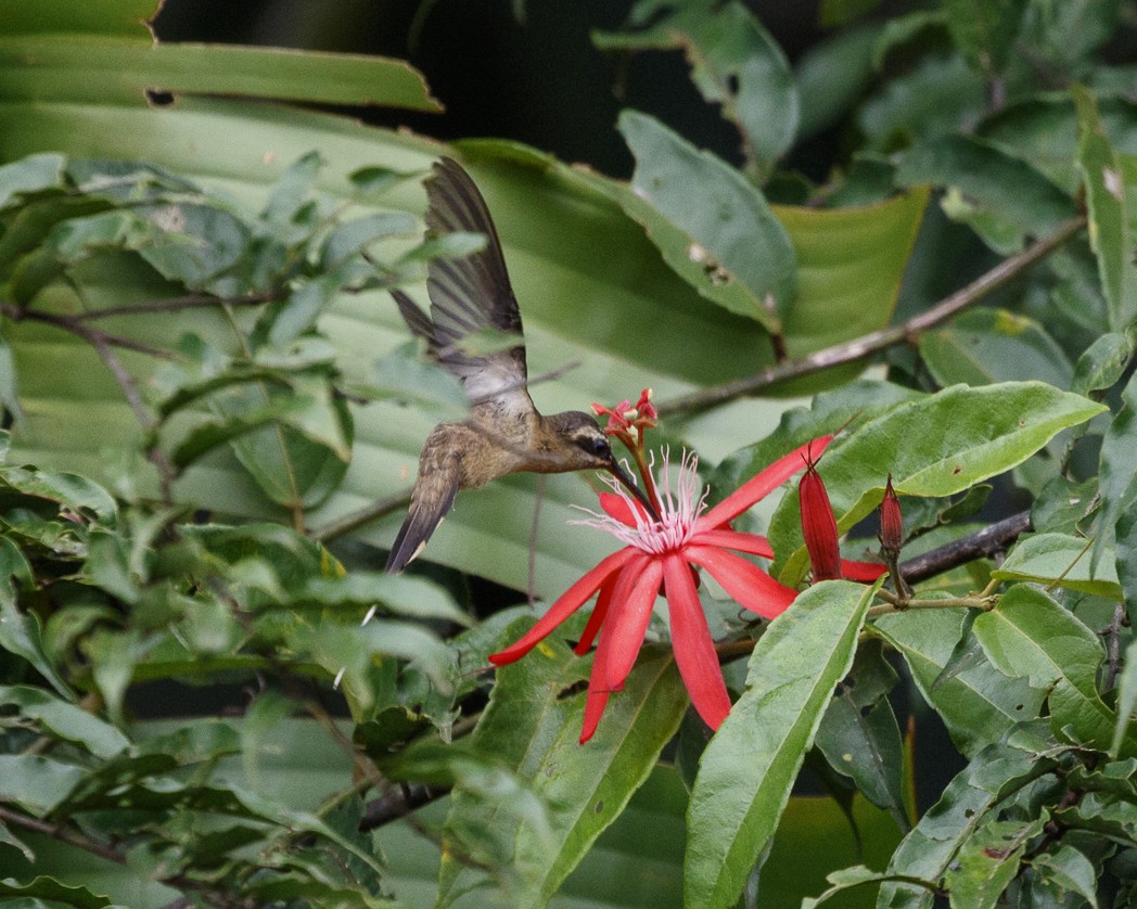 Длиннохвостый колибри-отшельник - ML334685881