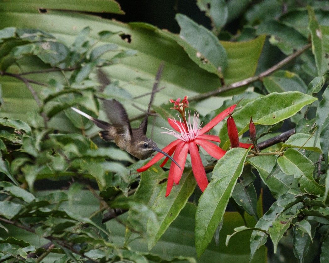 Long-tailed Hermit - ML334685891