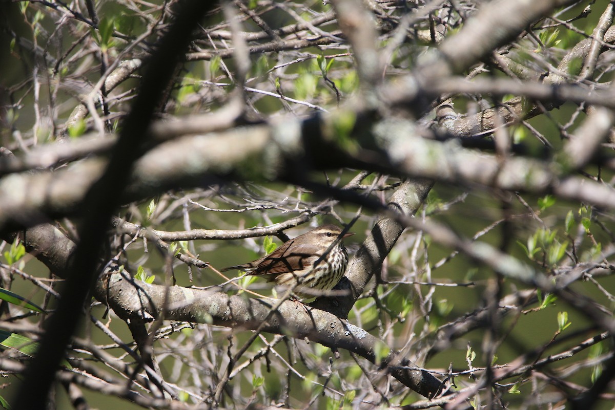 Northern Waterthrush - ML334686221