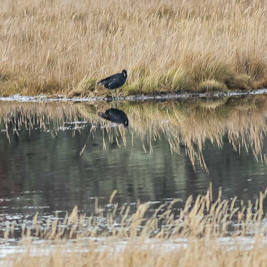 Gallinule d'Amérique - ML334686621