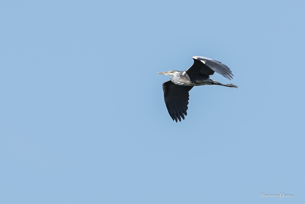 Gray Heron - ML334687041