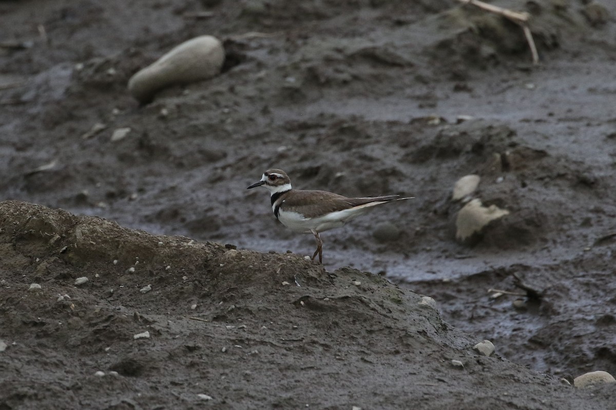 Killdeer - ML334687201