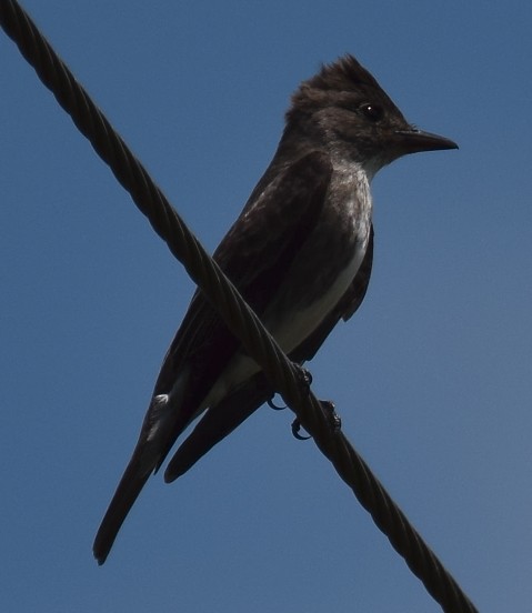 Olive-sided Flycatcher - ML33468741