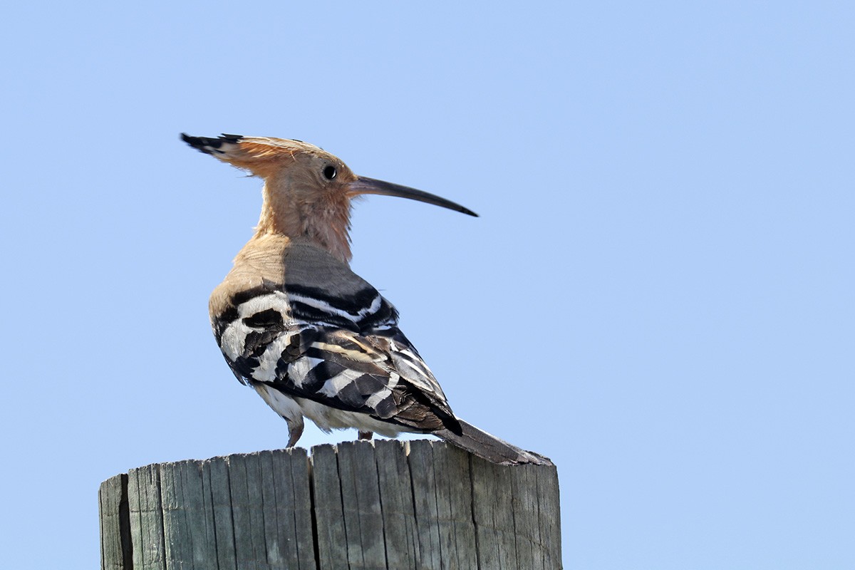 Eurasian Hoopoe - ML334690221