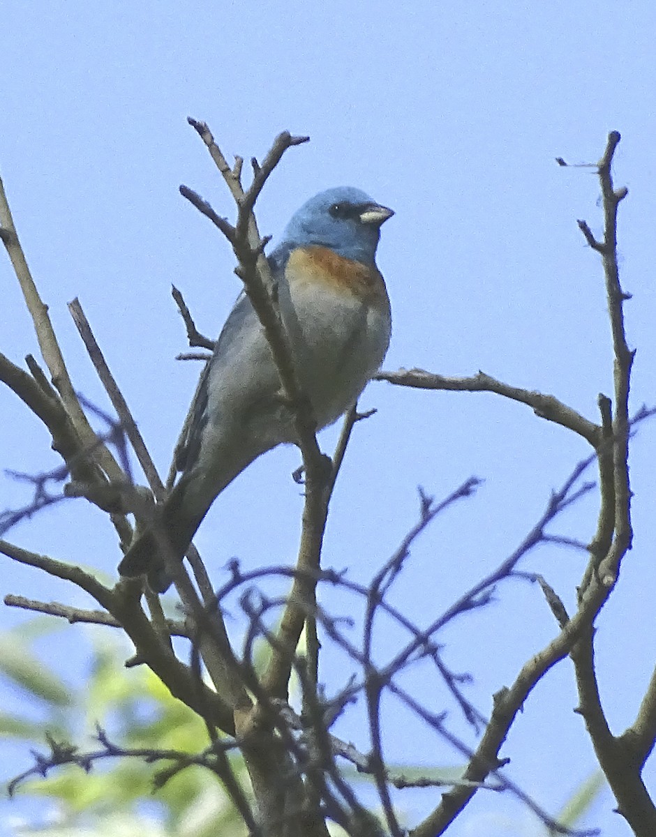 Lazuli Bunting - ML334691781