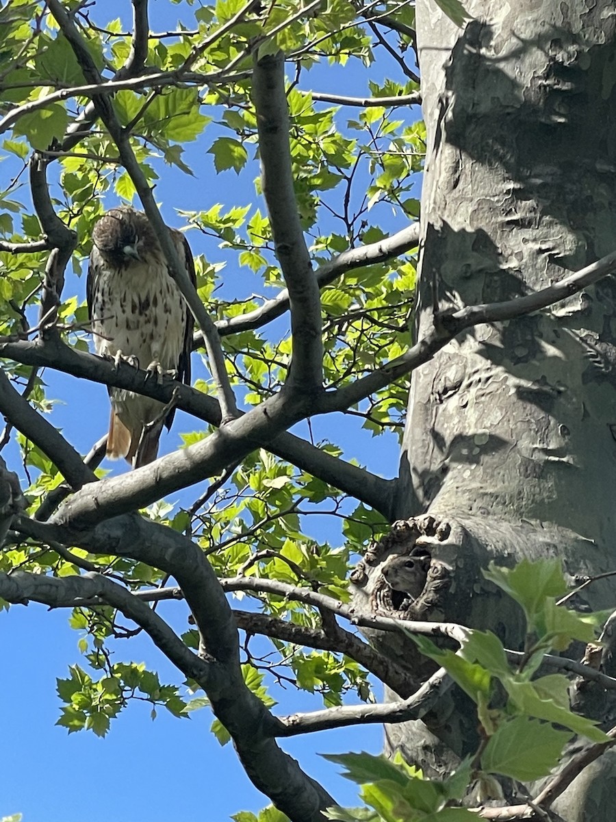 Red-tailed Hawk - ML334692391
