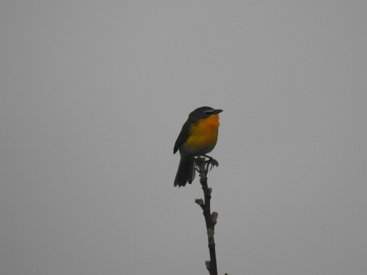 Yellow-breasted Chat - ML334692751