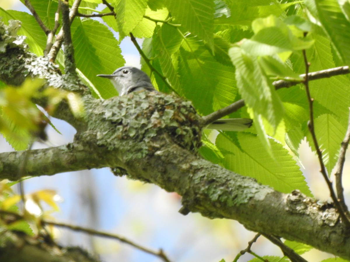 Blue-gray Gnatcatcher - Bill Stanley