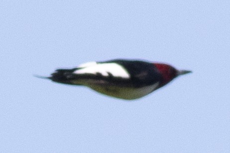 Red-headed Woodpecker - ML334693571