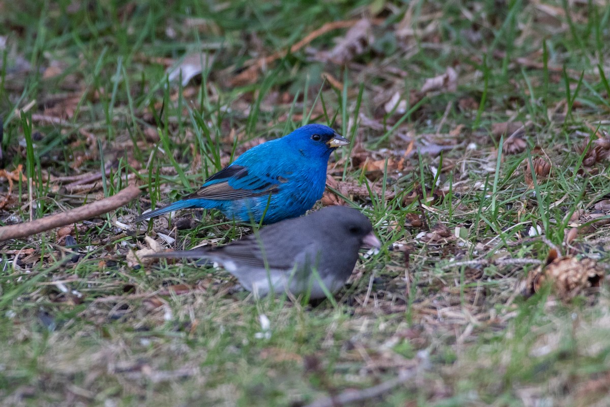 Indigo Bunting - ML334696071