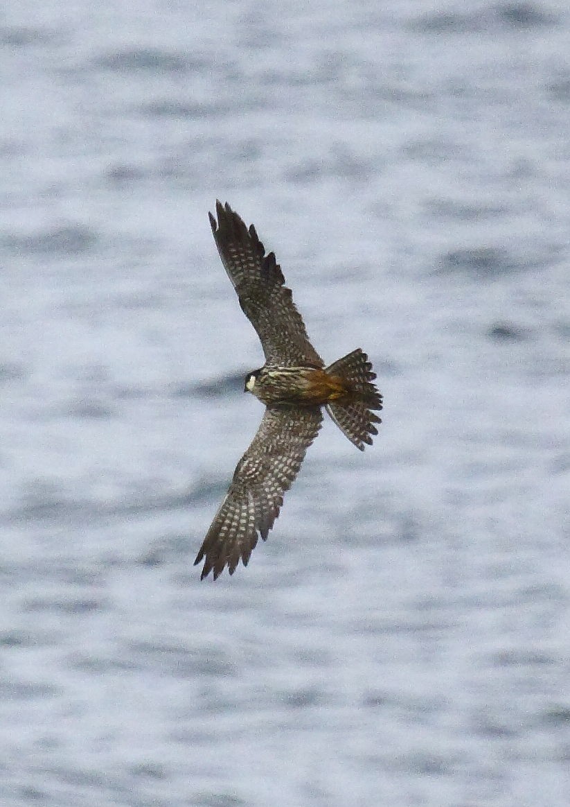 Eurasian Hobby - ML33469621