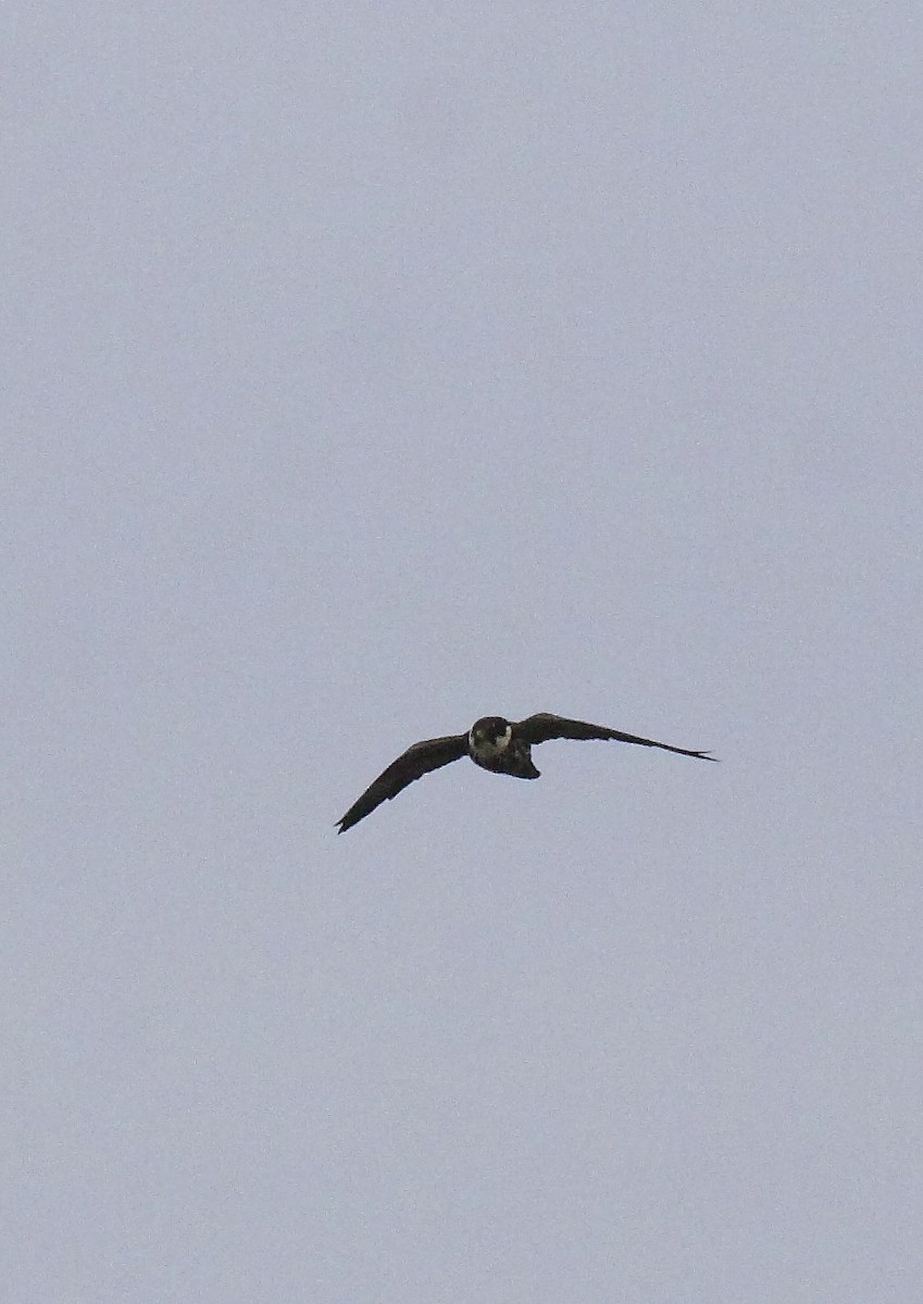 Eurasian Hobby - ML33469631