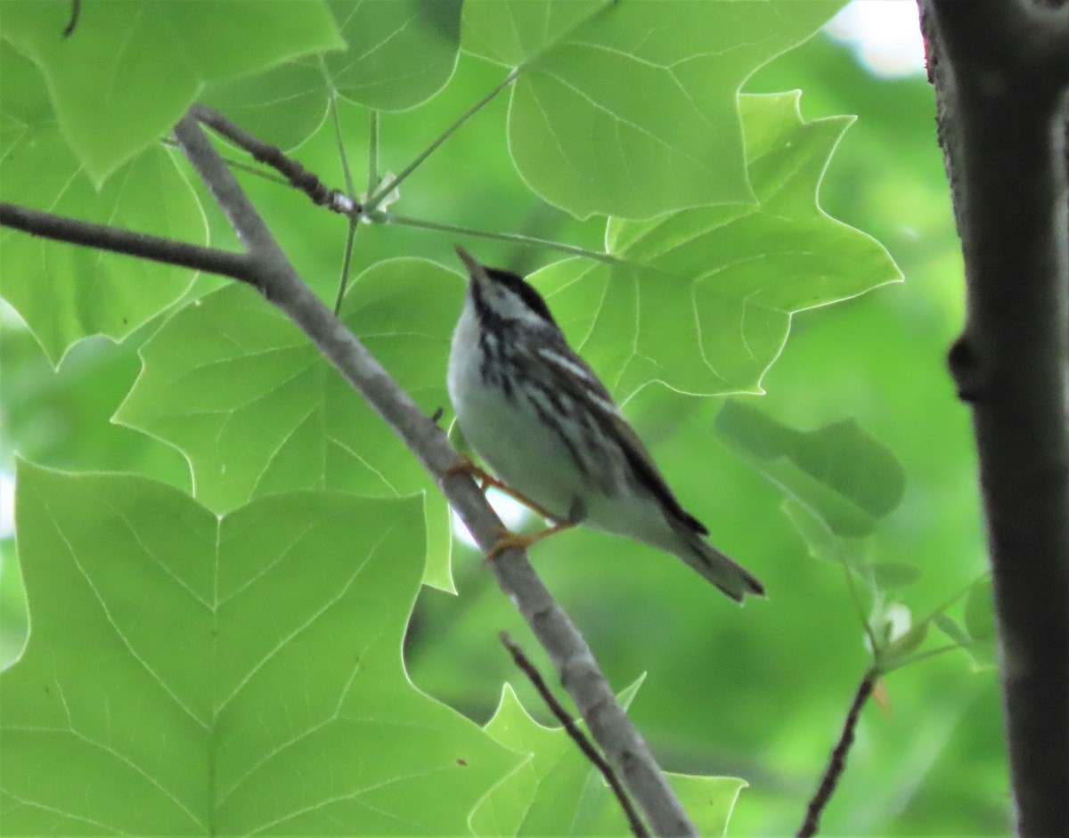 Blackpoll Warbler - ML334697991