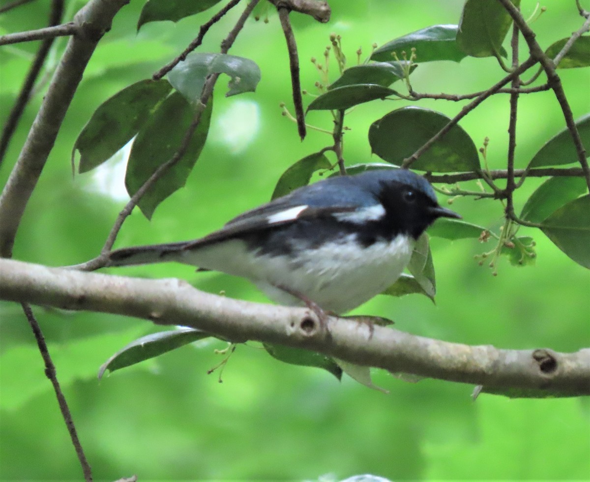 Black-throated Blue Warbler - ML334698031