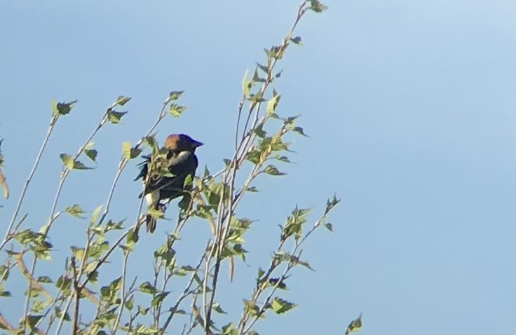 Bobolink - Mathew Noiseux