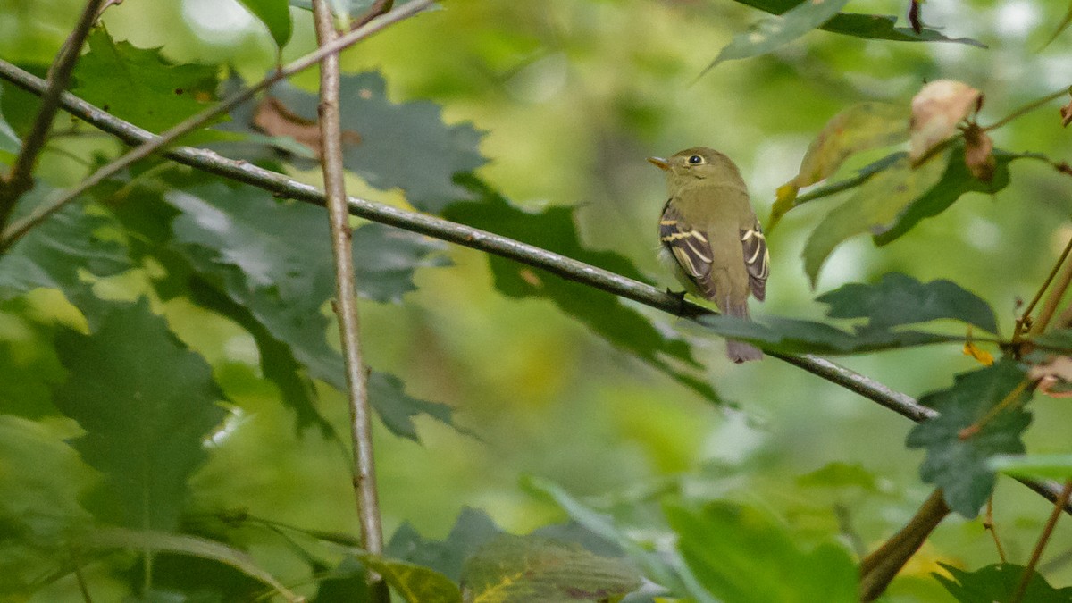 Yellow-bellied Flycatcher - ML334700121