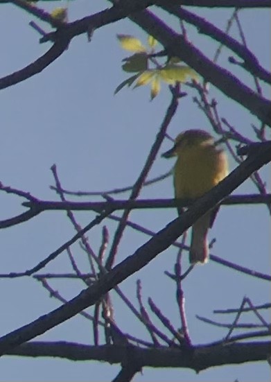 Blue-winged Warbler - Mathew Noiseux