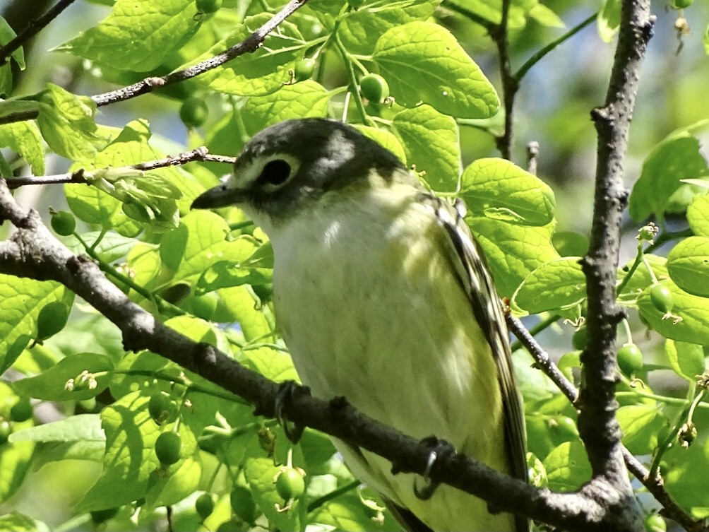 Blue-headed Vireo - ML334700601