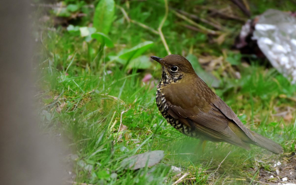 Alpine Thrush - ML334701171