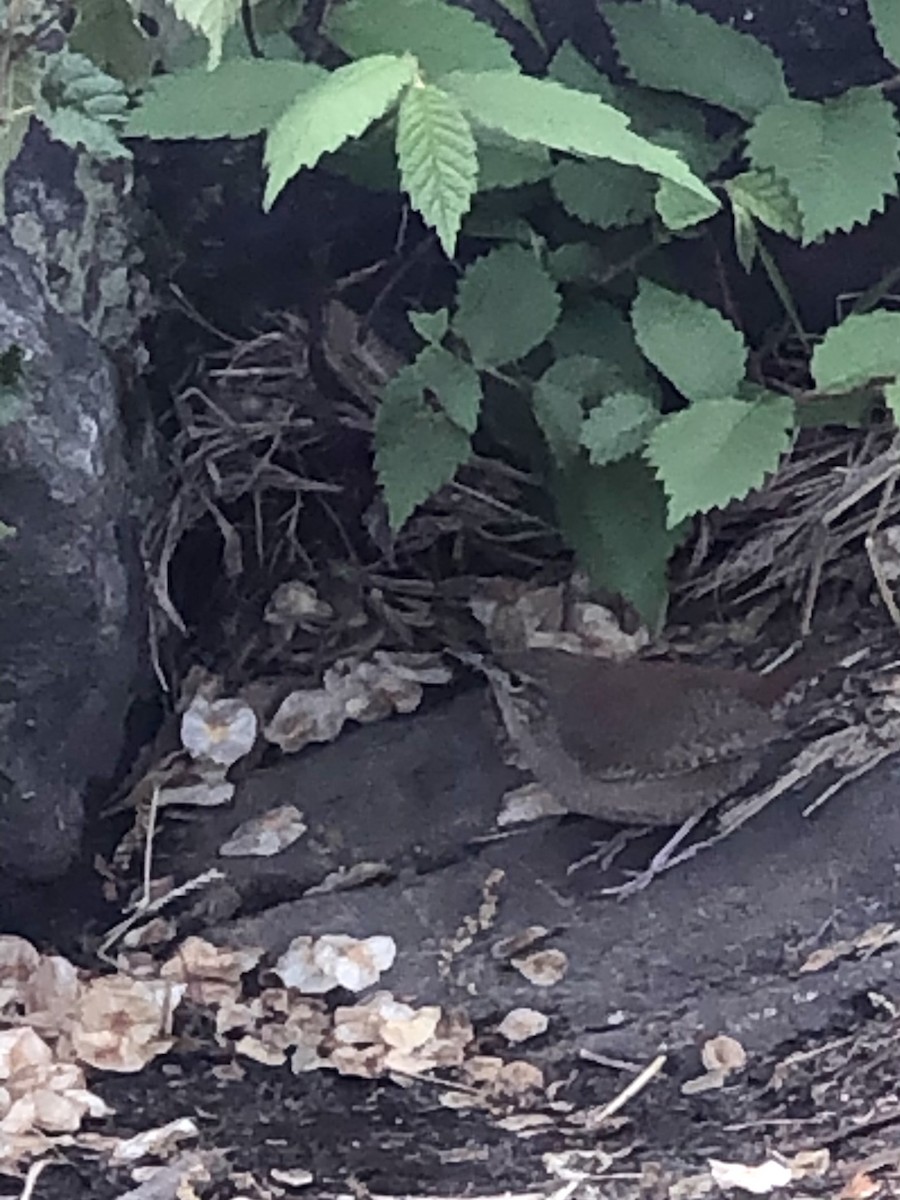 House Wren - ML334701211