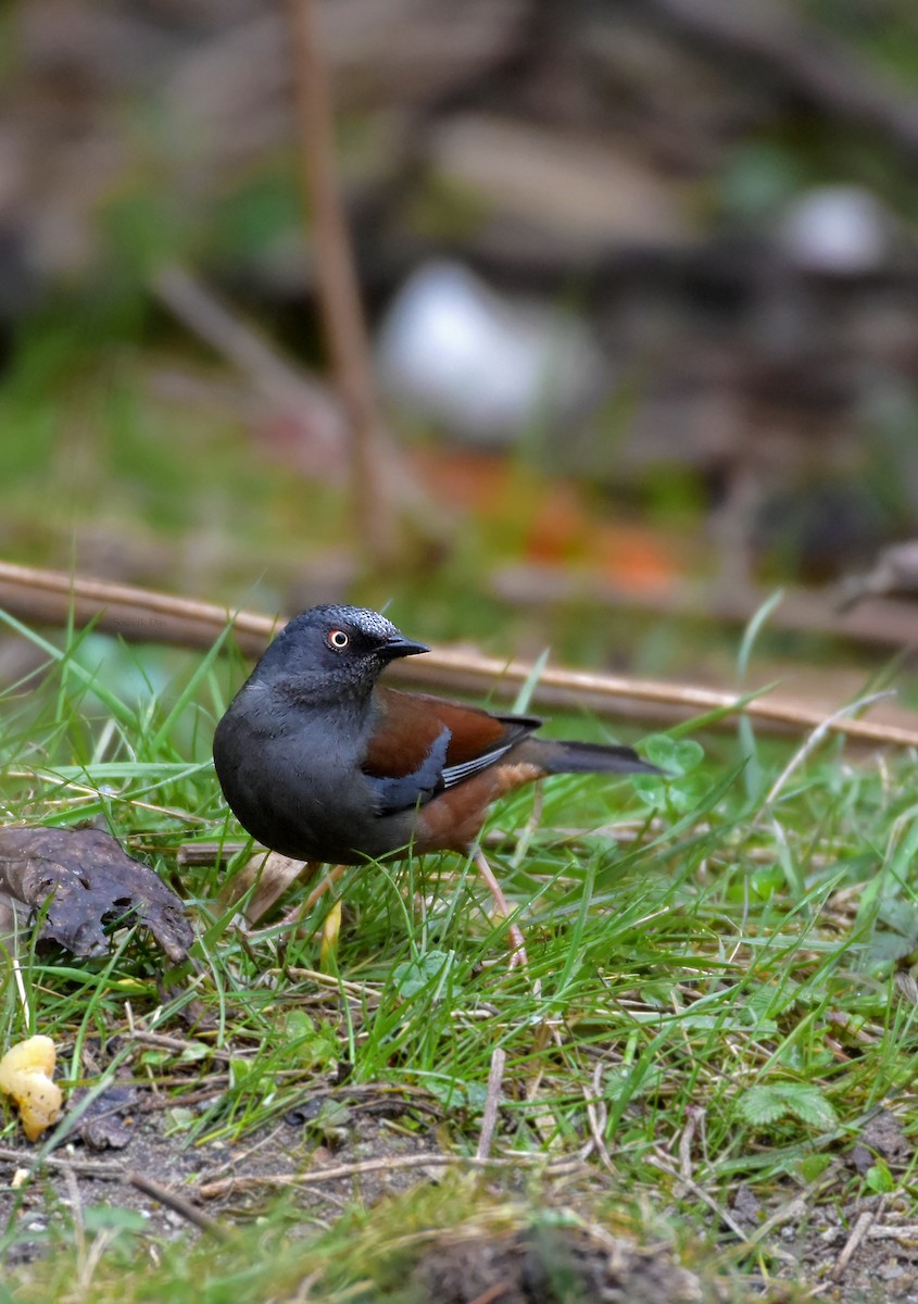 Maroon-backed Accentor - Souvik Das