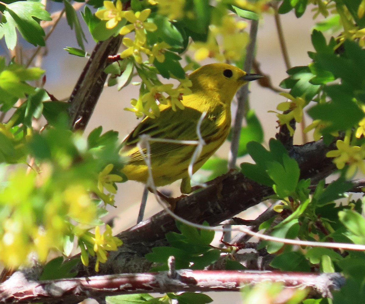Yellow Warbler (Northern) - ML334702591