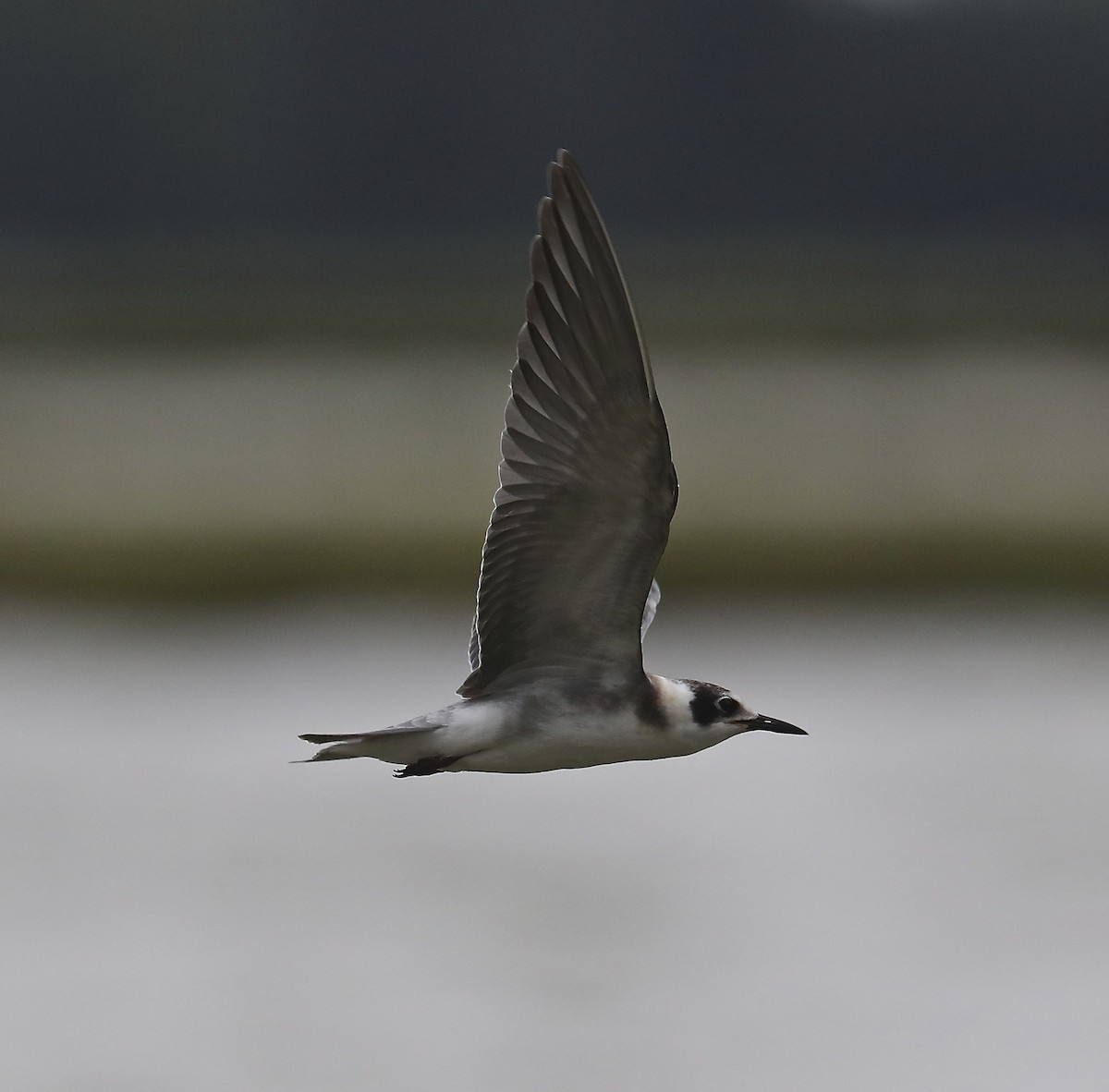 Black Tern - Charles Lyon