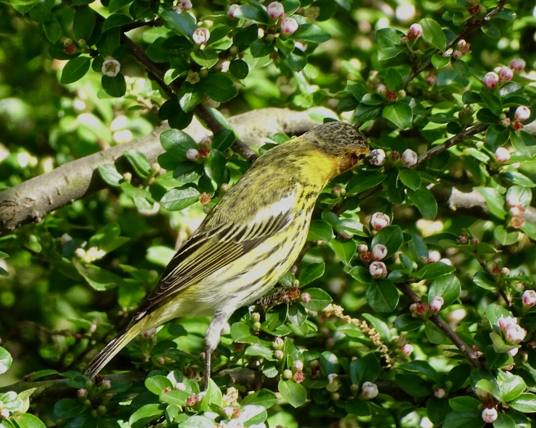 Cape May Warbler - ML334702771